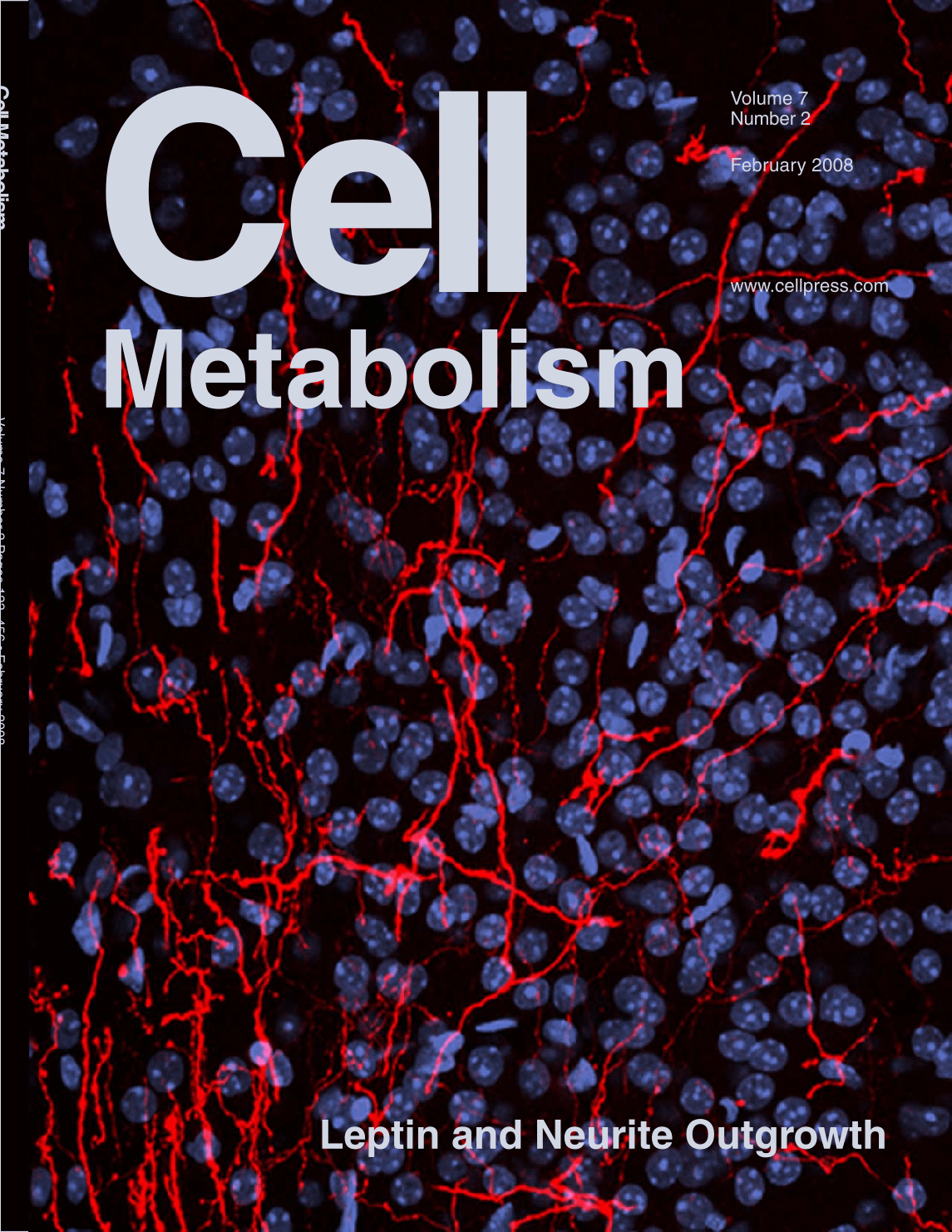 Cell metabolism leptin and neurite